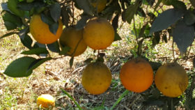 Orangen vor der Ernte Foto: SMMP